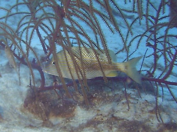 Click picture to return to Bahamas Underwater Pictures page.