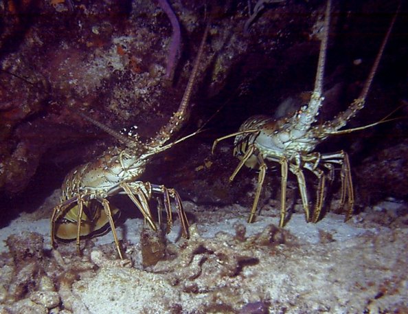 Click picture to return to Bahamas Underwater Pictures page.