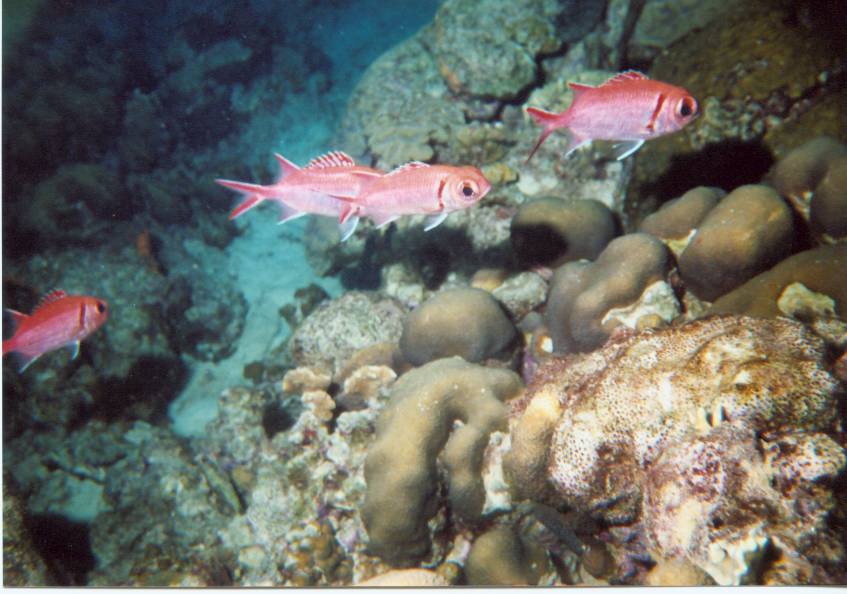 Click pic to return to Bonaire Pictures page.