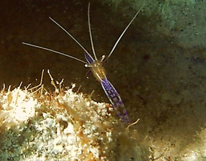 Click shrimp to return